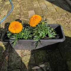 花が大きなマリーゴールド苗