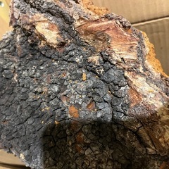 免疫アップ　カバノアナタケ茶　お試し　3パック約一週間分の画像