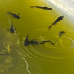 サタン.オロチMIX メダカ成魚5匹 