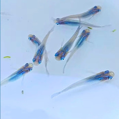 無くなり次第終了！しずく　メダカ　1ペア
