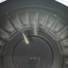 5/3めだか販売の画像