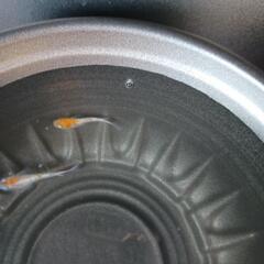 5/3めだか販売の画像