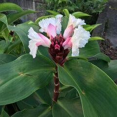 福神草（フクジンソウ）球根