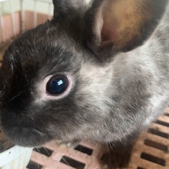 うさぎです。