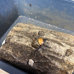 ヨツボシヒナガフト