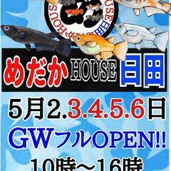 ♦めだかHOUSE日田♦GWフルOPEN!!♦休まず営業致します