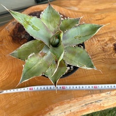 アガベ チタノタ No name 塊根植物 多肉植物