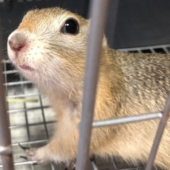 リチャードソンジリス ベビー