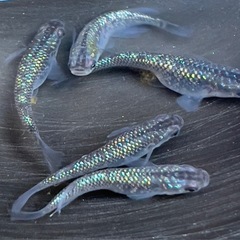 ①ラメめだか　2ペア　メダカ