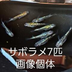サボラメメダカ