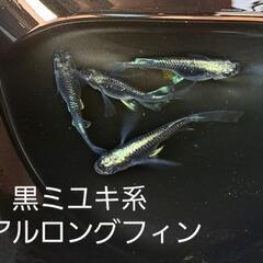 黒銀ミユキリアルロングフィンメダカ
