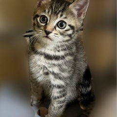 １ヶ月半位の男の子🐱