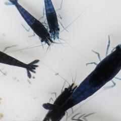 ダークブルーシュリンプ10匹の画像