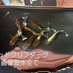 レオ様 メダカ、植物まとめ