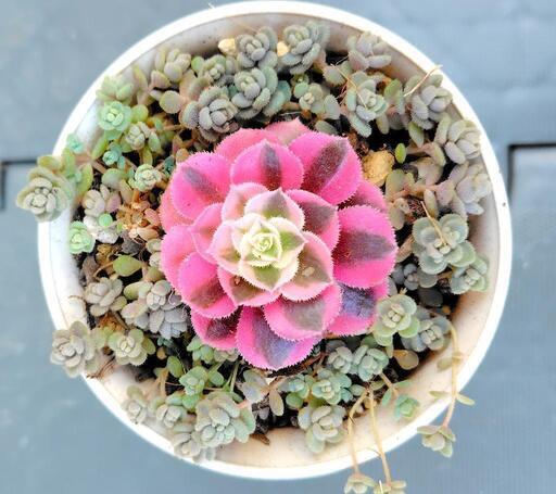 23#多肉植物アエオニウム錦❤️花顏ピンクディジー❤️1大頭7小頭23cm