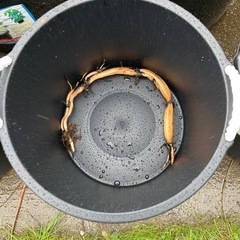 蓮  花ハス の苗の画像