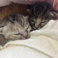 子猫ちゃん達