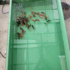 ピンポン、オランダローズテール、江戸錦、メダカの画像