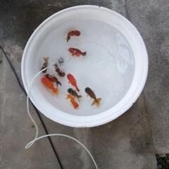 ピンポン、オランダローズテール、江戸錦、メダカの画像