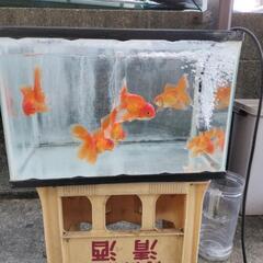 ピンポン、オランダローズテール、江戸錦、メダカの画像