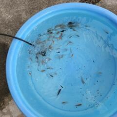 ピンポン、オランダローズテール、江戸錦、メダカの画像