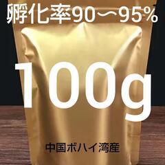 【高品質ボハイ湾産】ブラインシュリンプエッグ　孵化率90〜95%...