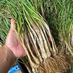 島らっきょう　1kg〜の画像