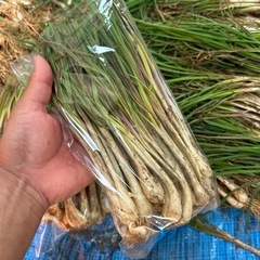 島らっきょう　1kg〜