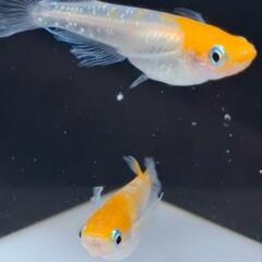 メダカ　カーネーション　1ペア