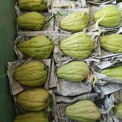 芽だしハヤトウリの画像