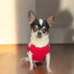 💕💕約5歳のチワワ里親緊急募集
