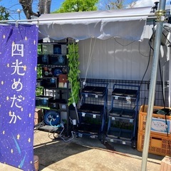 5月3日　四光めだか　メダカ無人販売　横須賀市長井