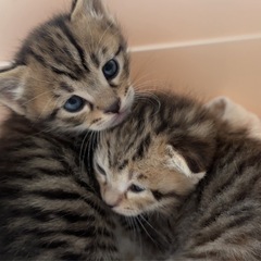 可愛い男の子女の子の子猫達です