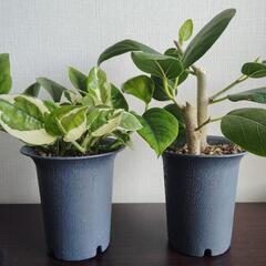 【観葉植物】フェイカス・ベンガレンシス　ポトス（エンジョイポトス...