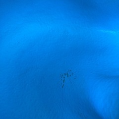 バンボの画像