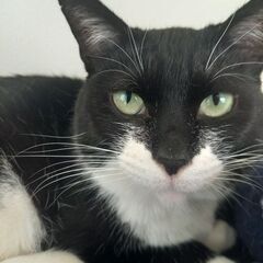 白黒マスク✴️甘えん坊な猫ちゃん