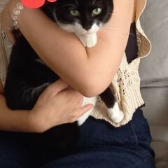 白黒マスク✴️甘えん坊な猫ちゃん【トライアル中】 - 猫