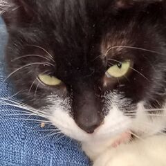 白黒マスク✴️甘えん坊な猫ちゃん【トライアル中】 - 里親募集