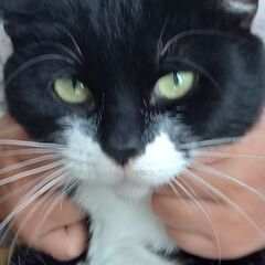 白黒マスク✴️甘えん坊な猫ちゃん【トライアル中】 − 宮城県