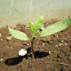 🌱 トマト 苗 🌱 ①