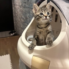 ぴょんぴょん子猫の幸せさがし🐈✨