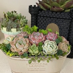 多肉植物寄植え
