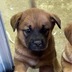 ランキングキーワードに紐づく投稿画像-子犬