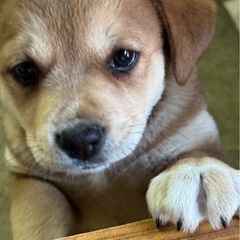 柴系？子犬ちゃん(県外OK)