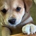 ランキングキーワードに紐づく投稿画像-子犬