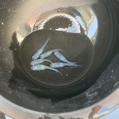 めだか🩵しずく🩵メダカ