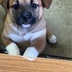 ランキングキーワードに紐づく投稿画像-子犬
