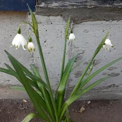 スノーフレーク🌼