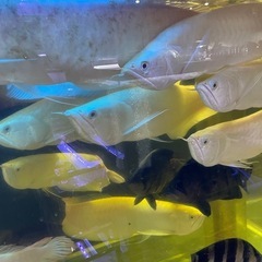熱帯魚の画像
