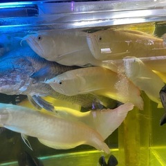 熱帯魚の画像